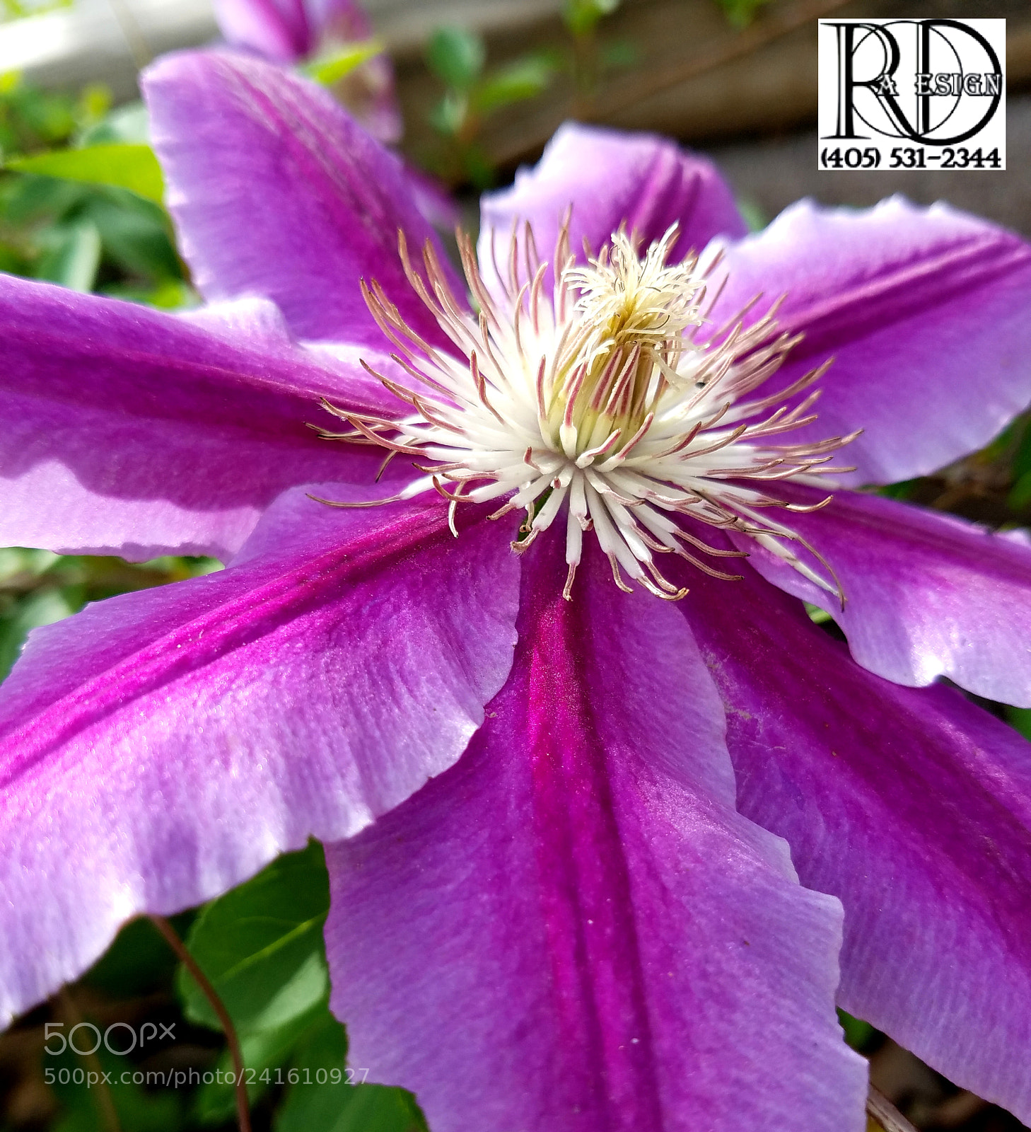 Samsung Galaxy S7 Edge sample photo. Nelly moser clematis photography