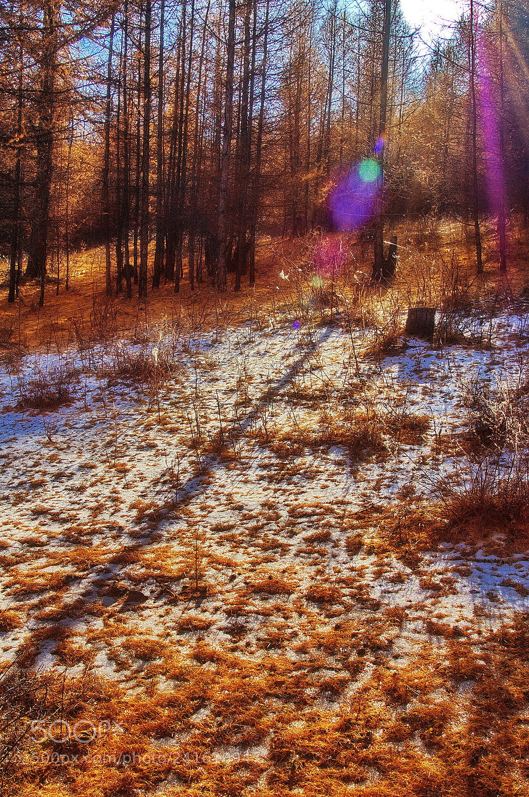 Nikon D40 sample photo. Late fall photography