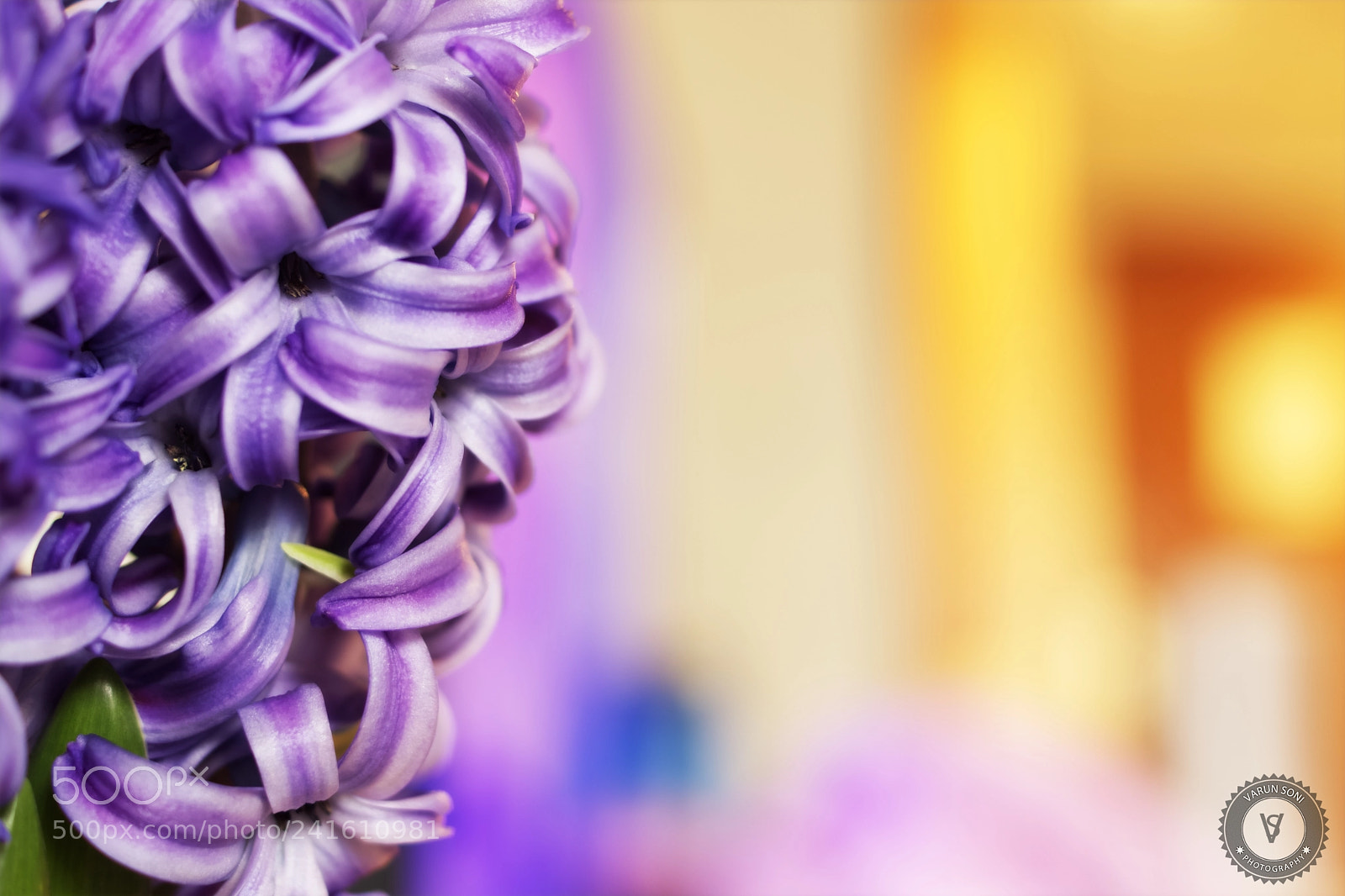 Sony SLT-A65 (SLT-A65V) sample photo. Hyacinths photography