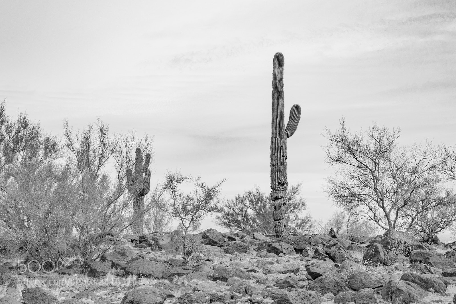 Nikon D700 sample photo. Saguaro photography