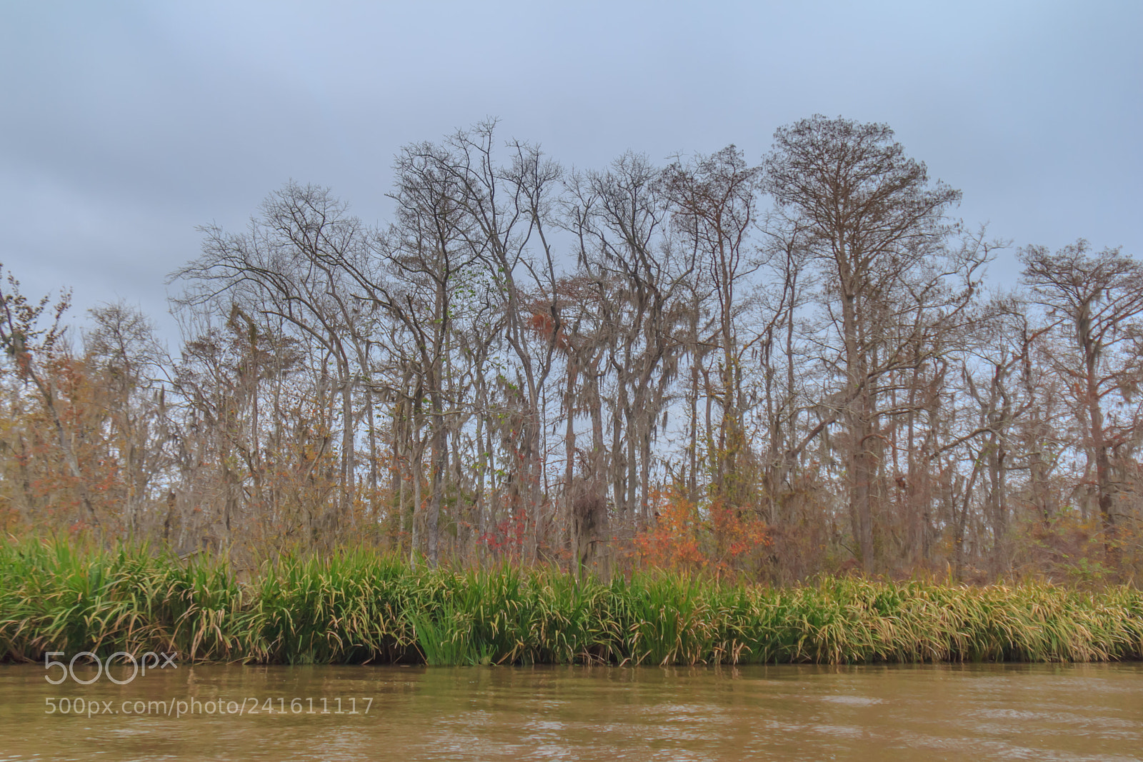 Canon EOS 60D sample photo. Ent marsh #1 photography