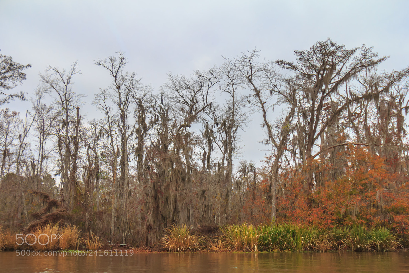 Canon EOS 60D sample photo. Ent marsh #2 photography