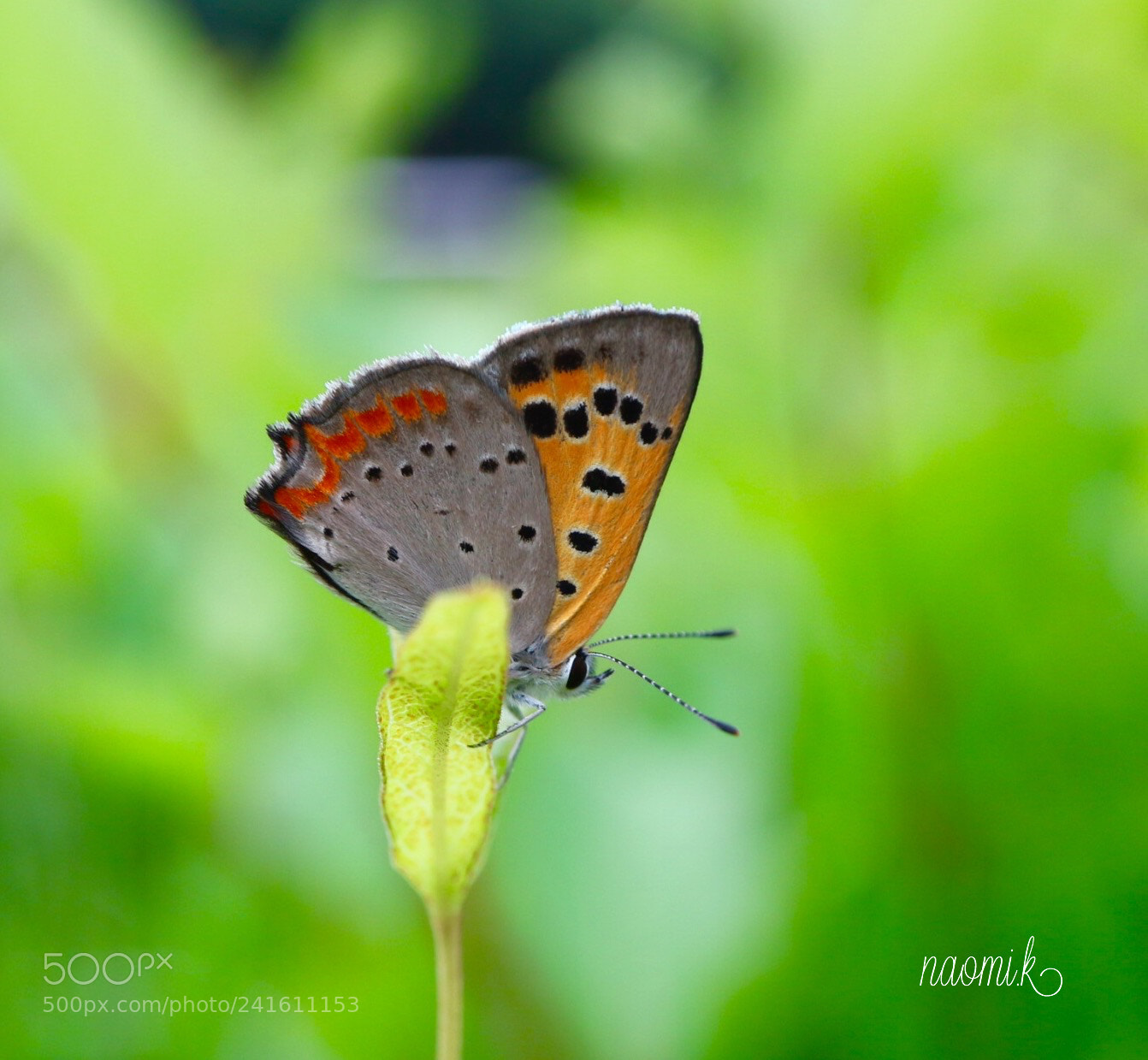 Canon EOS M10 sample photo. Butterfly photography