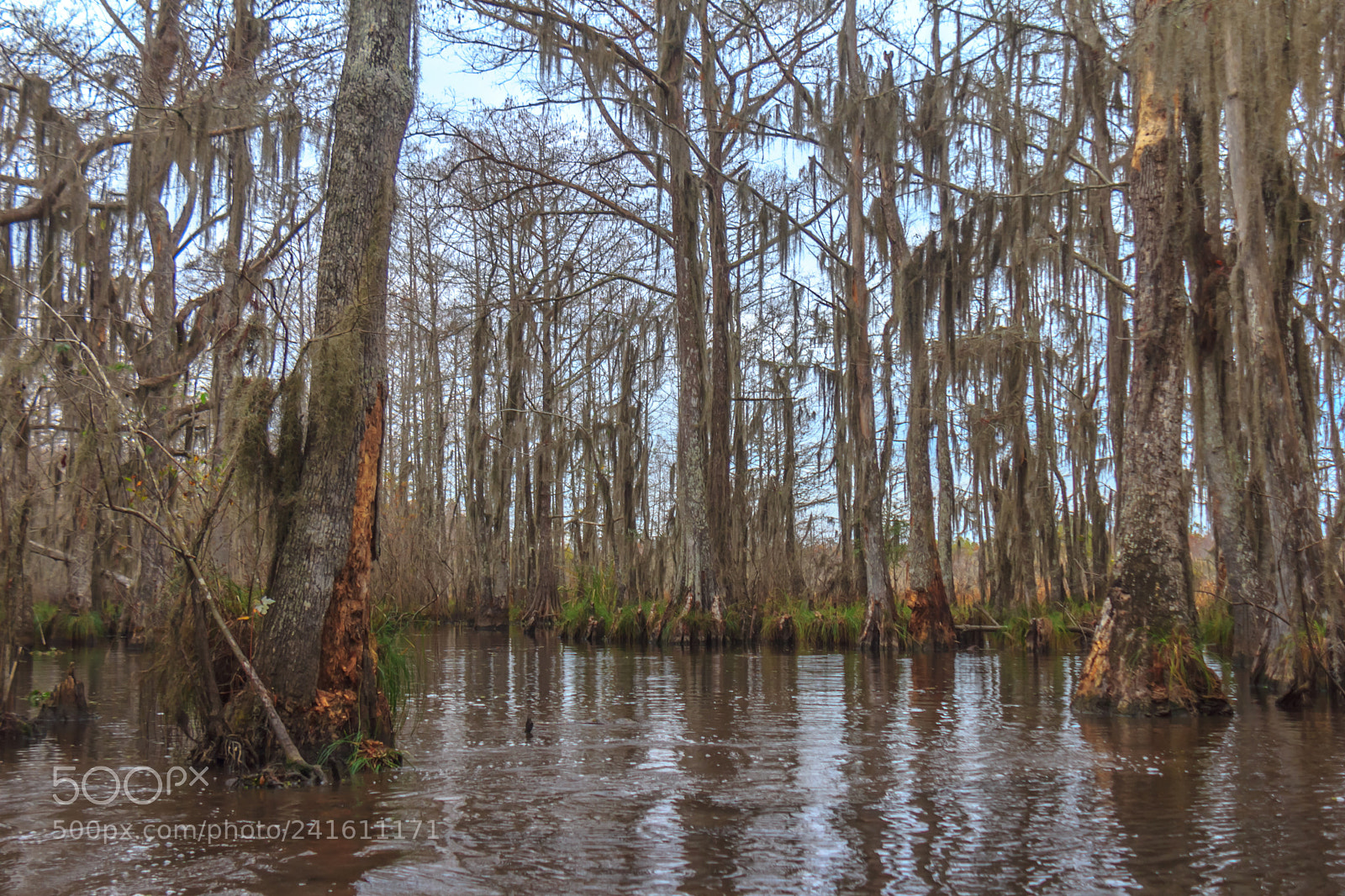 Canon EOS 60D sample photo. Ent marsh #4 photography