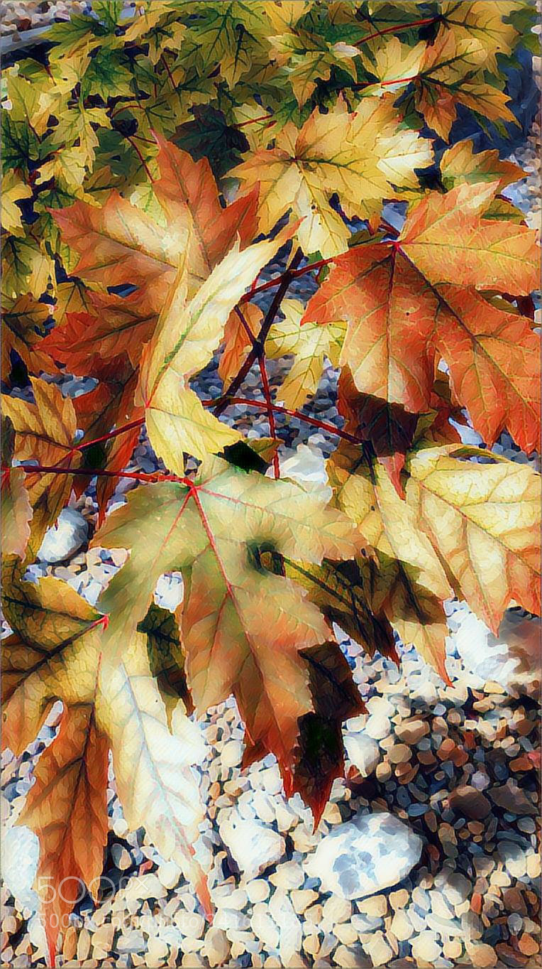 Motorola XT1650 sample photo. Bushes photography