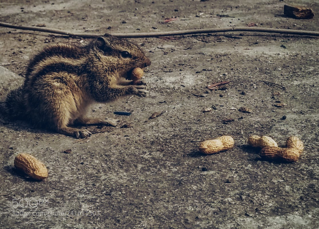 LG Nexus 5 sample photo. # lovely squirrel # photography