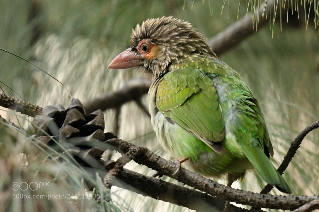 Nikon D500 sample photo. Brown-headed barbet at new photography