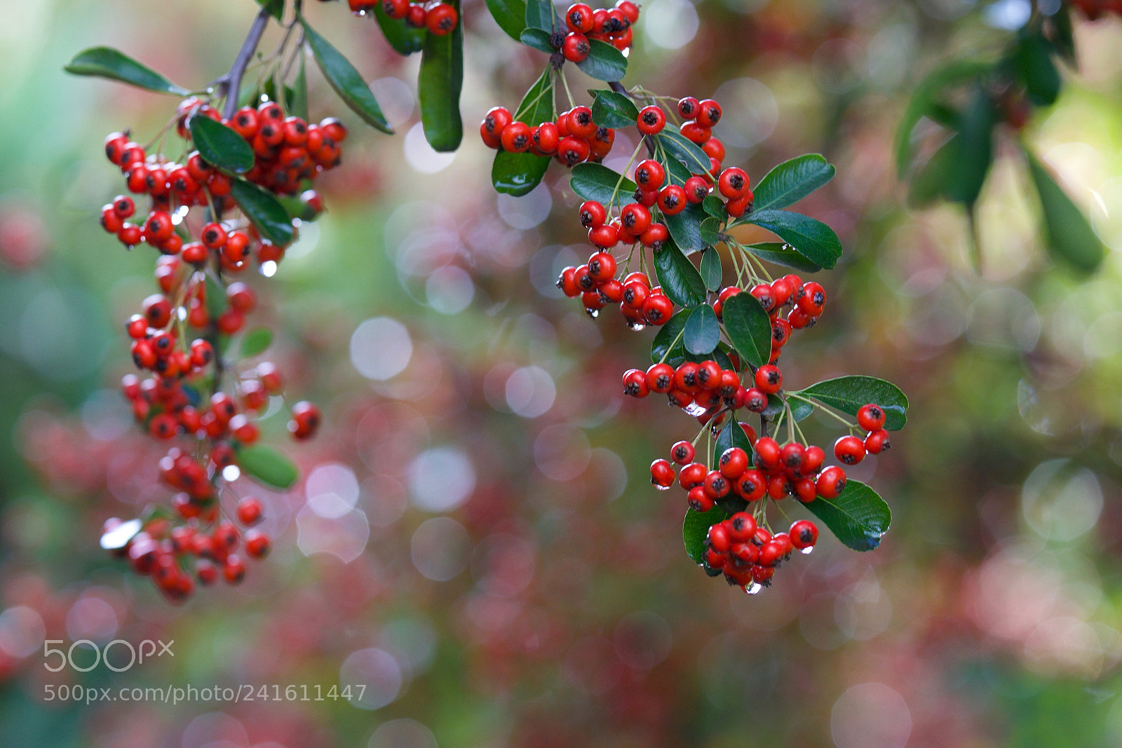 Sony a7 sample photo. Berries in bokeh photography