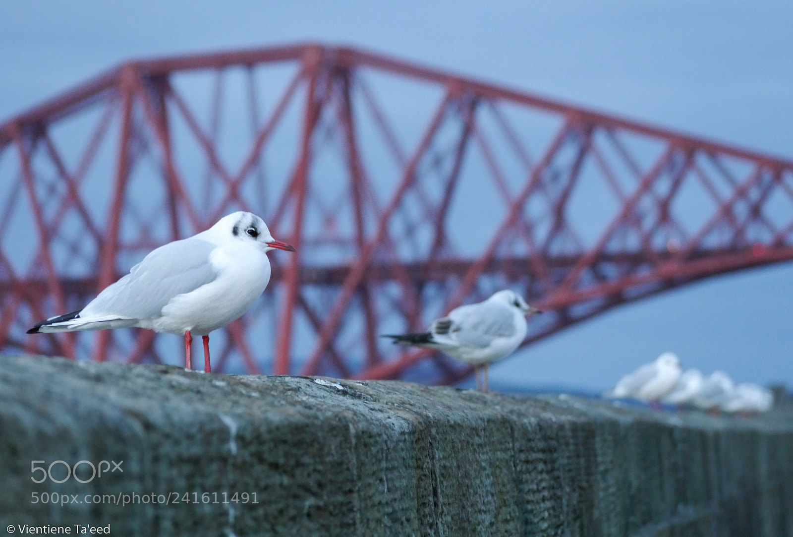 Panasonic Lumix DMC-G5 sample photo. Bird of firth of photography
