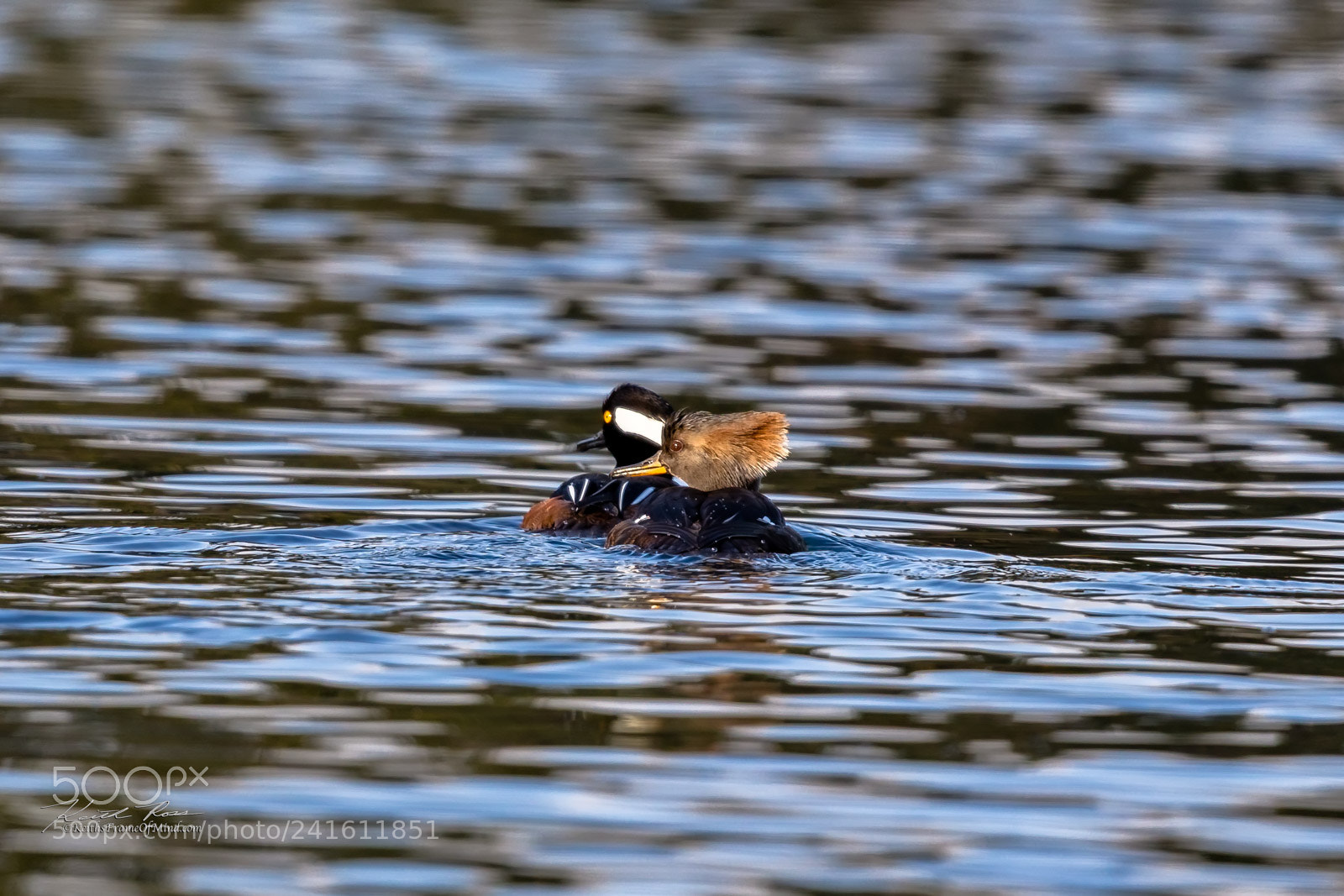 Canon EOS-1D X Mark II sample photo. Hooded mergansers - sequim photography