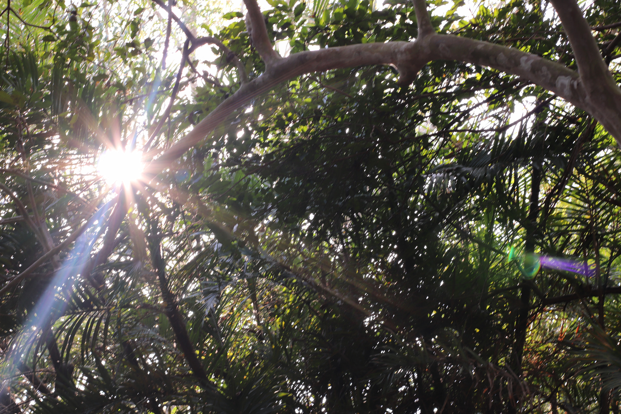 Canon 50mm sample photo. Sunlight photography