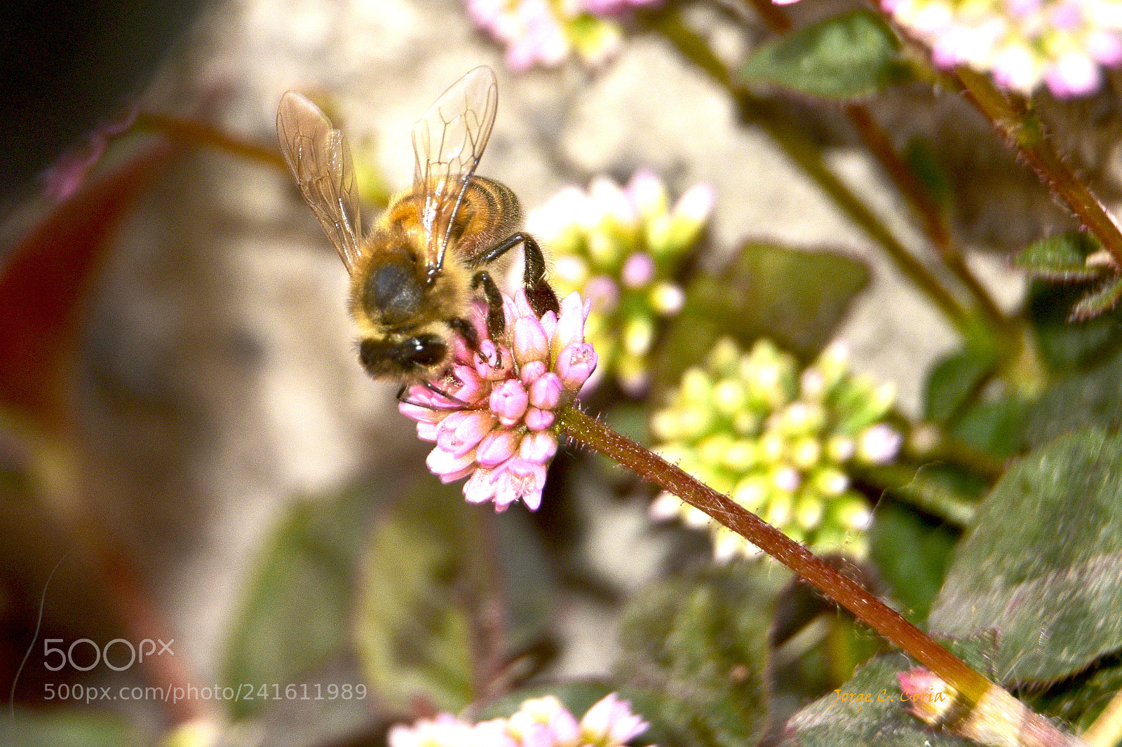 Nikon D3400 sample photo. Abeja florecita photography
