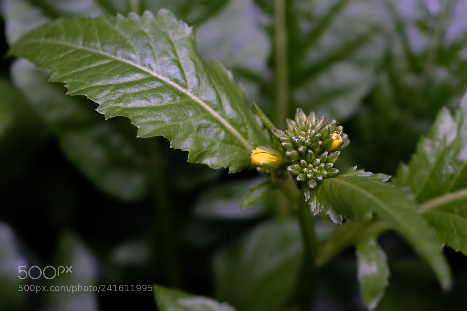 Fujifilm X-E2 sample photo. Backyard photography