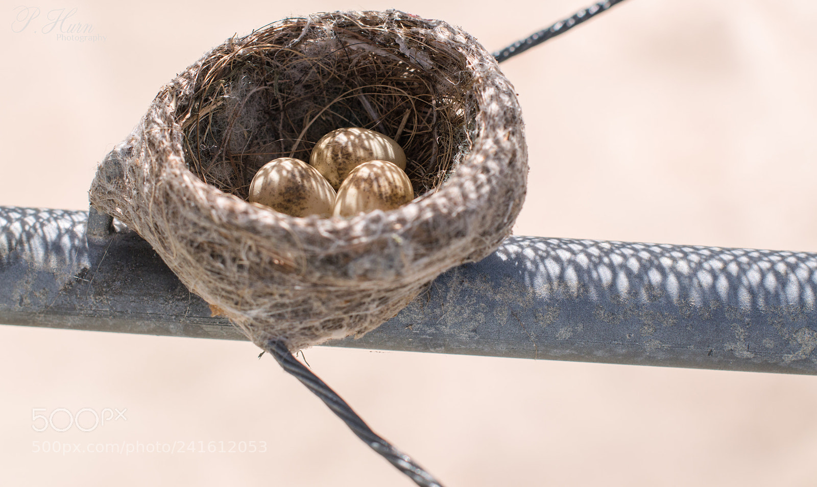 Nikon D3200 sample photo. Willie wagtail eggs photography