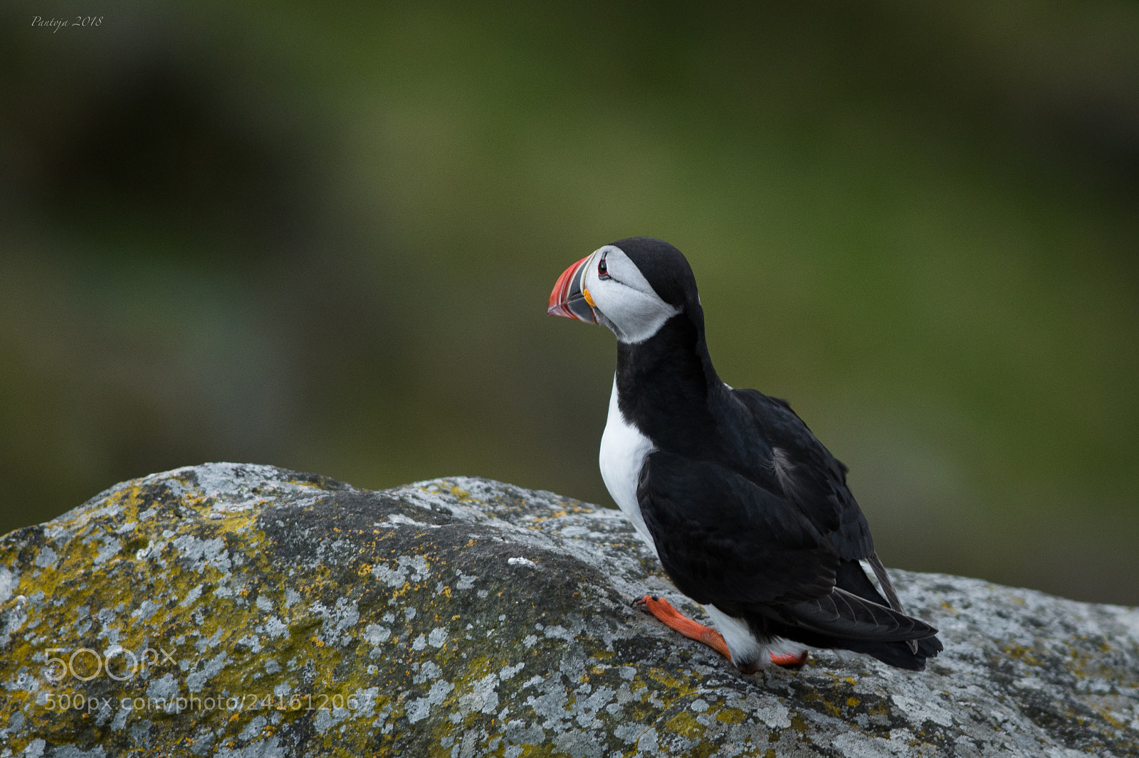 Nikon D500 sample photo. Puffin photography