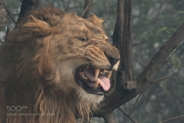 Nikon D500 sample photo. The lion at new photography