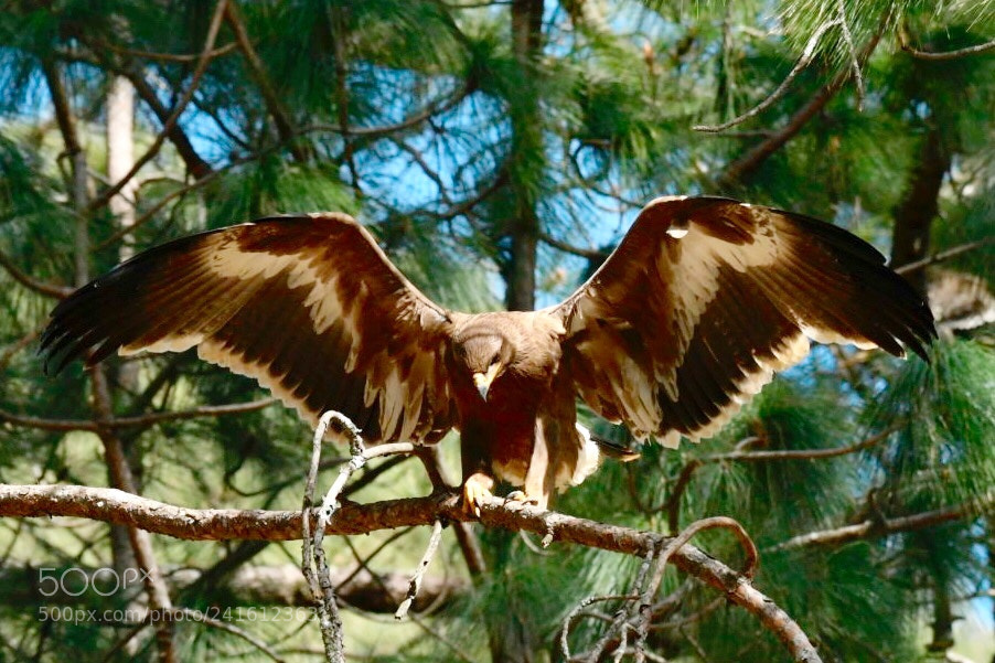 Nikon D500 sample photo. Steppe eagle at bhimtal photography