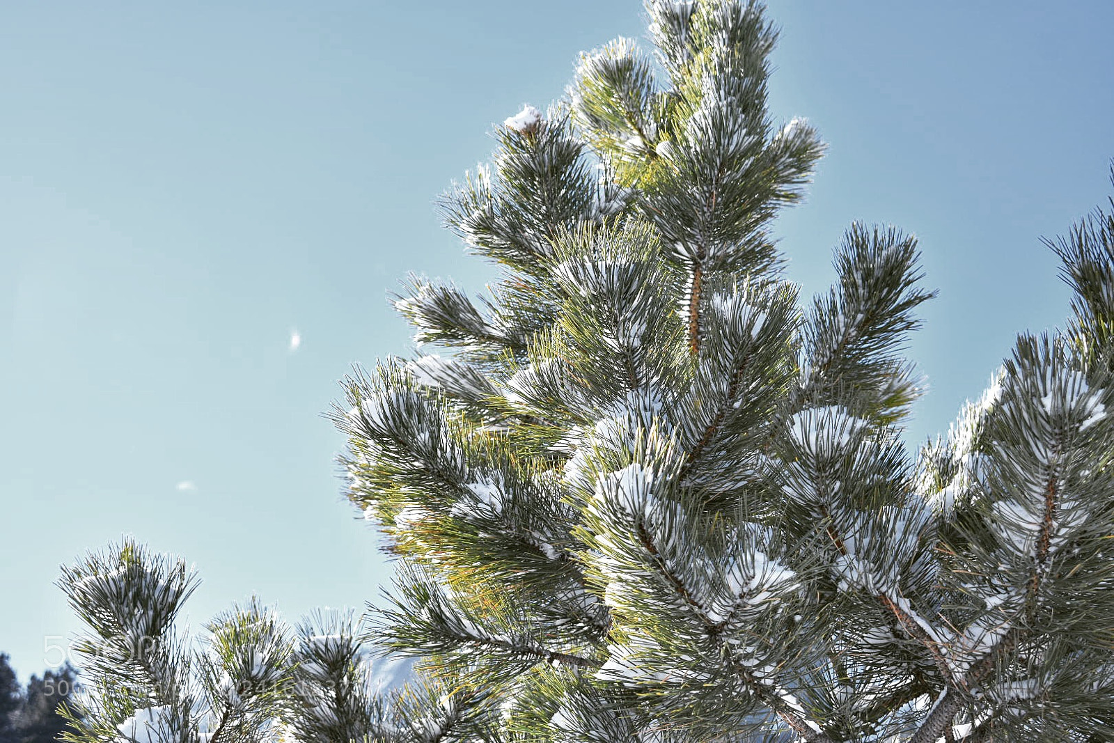 Nikon D3400 sample photo. Tree top, snowfall photography
