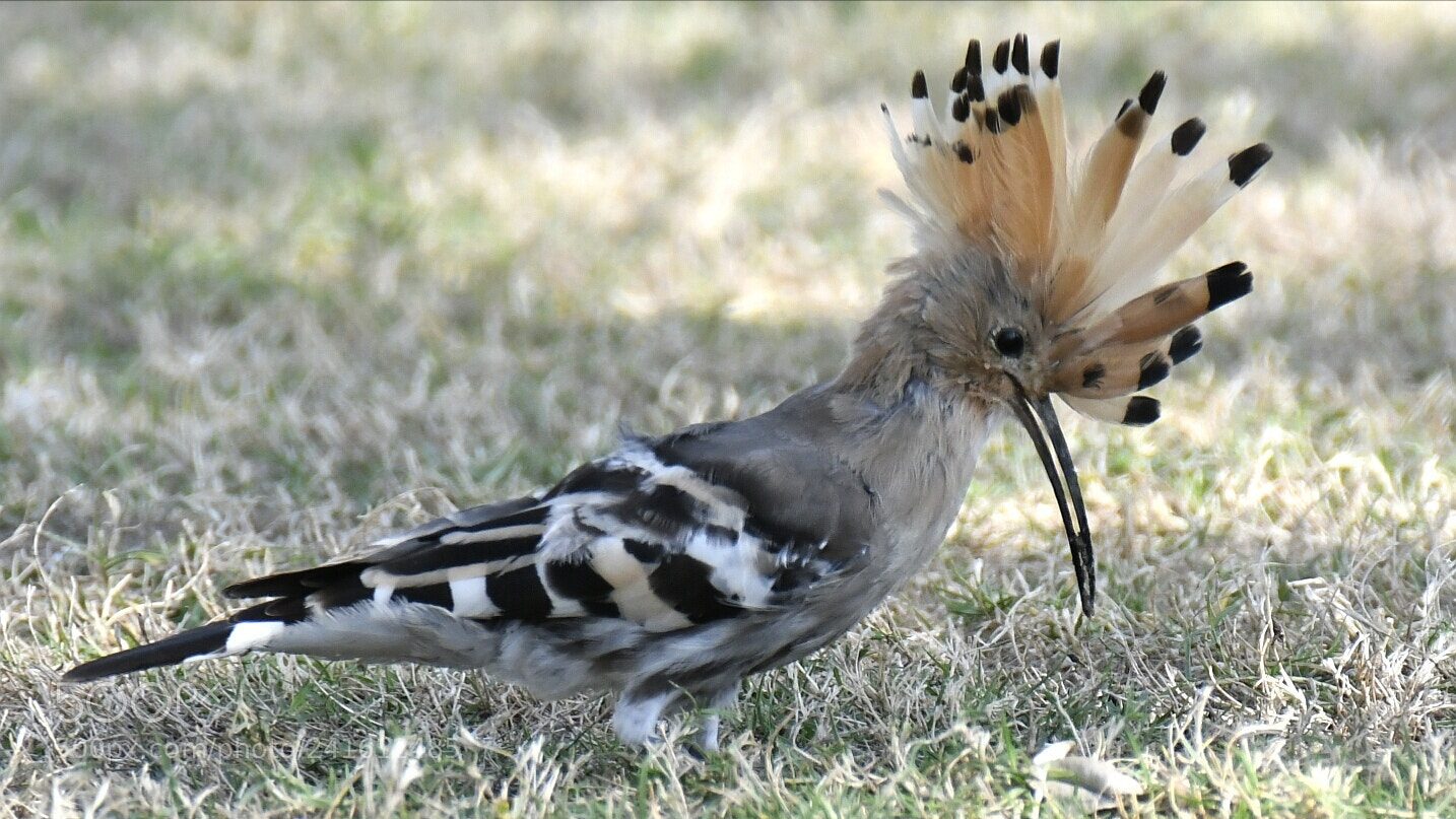 Nikon AF-S Nikkor 200-500mm F5.6E ED VR sample photo. Hoopoe photography