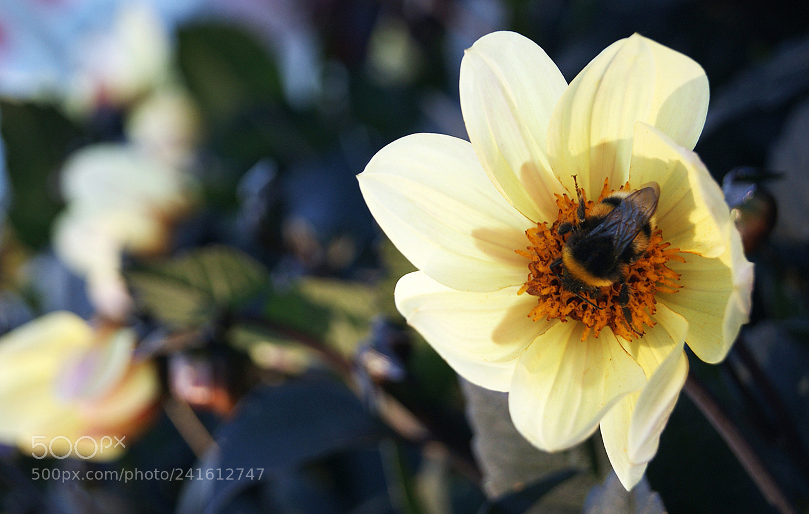 Sony Alpha DSLR-A230 sample photo. Morning drink photography