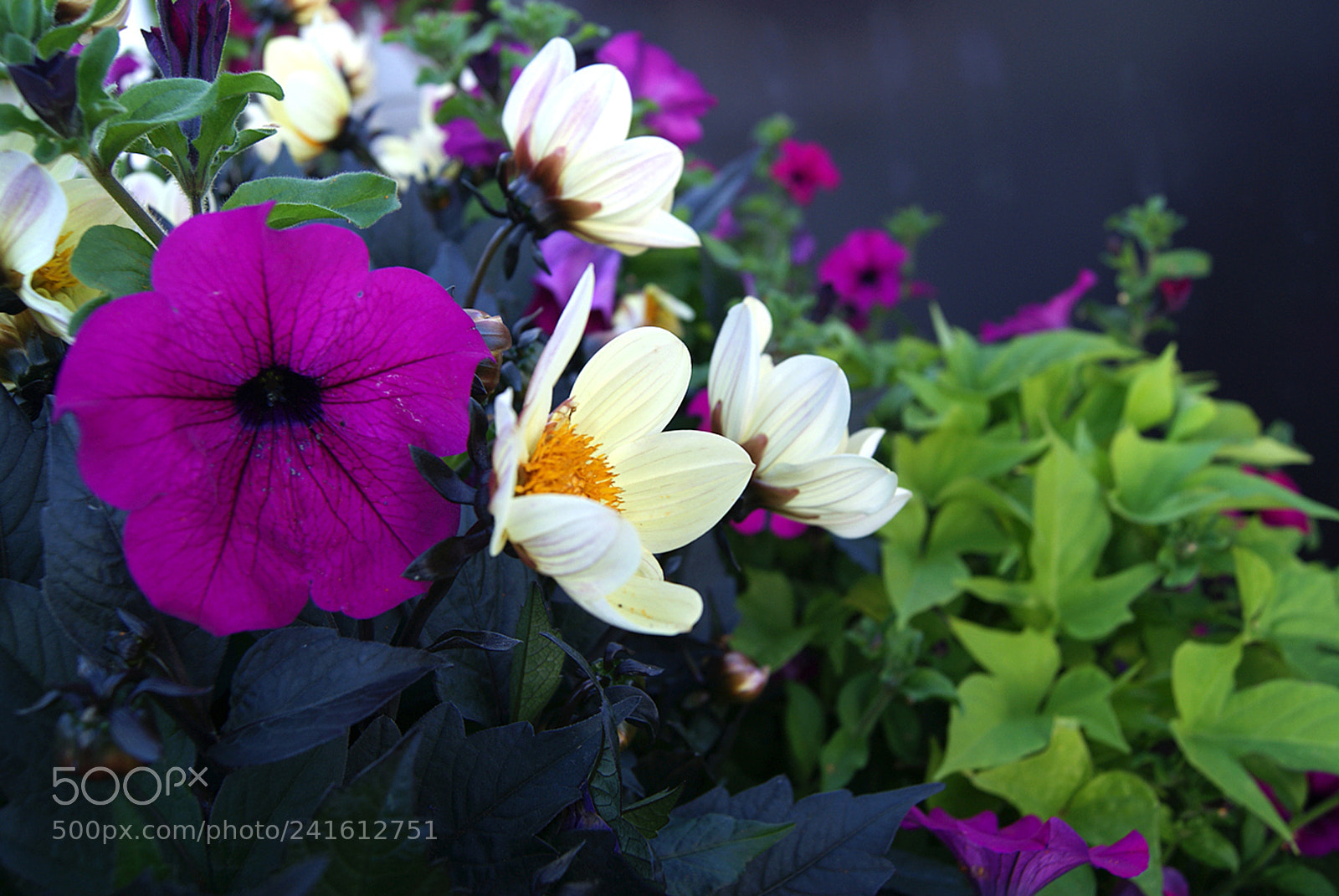 Sony Alpha DSLR-A230 sample photo. Colorful bunch photography