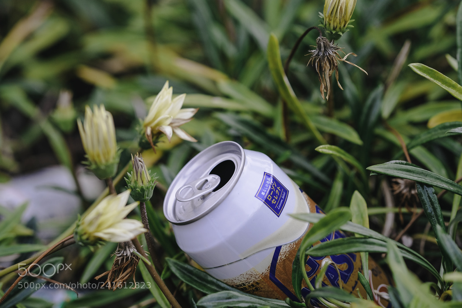 Fujifilm X-T2 sample photo. Dsf photography
