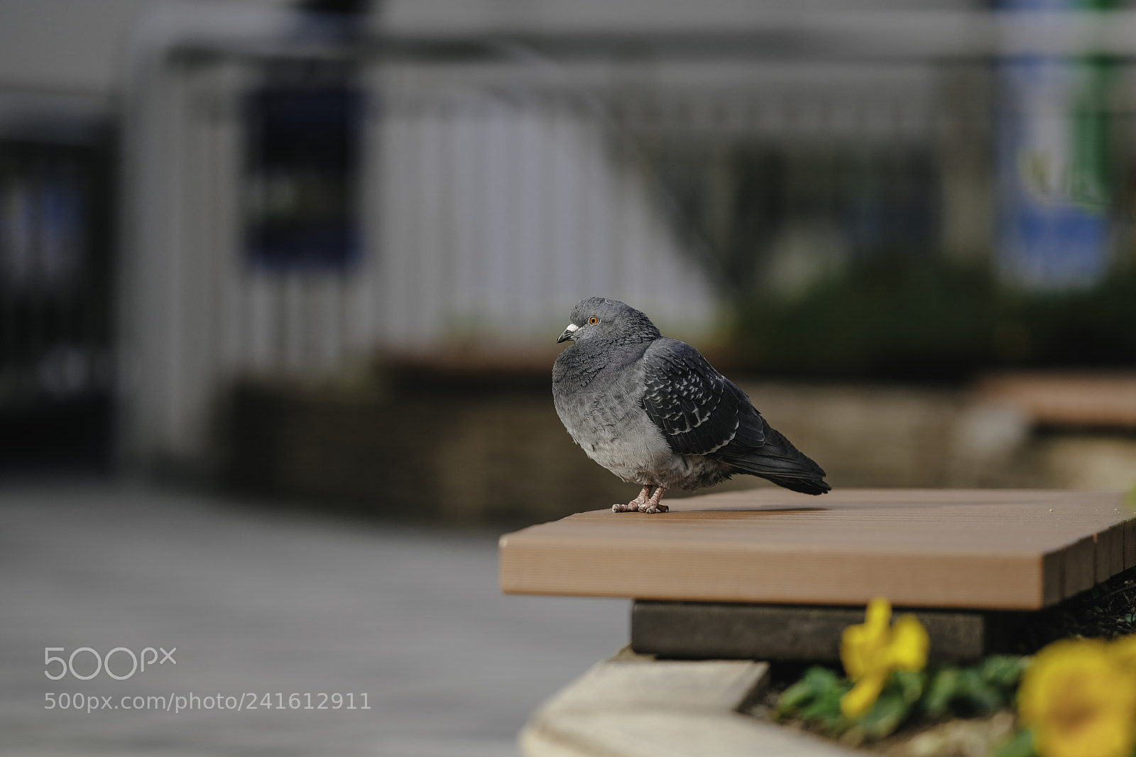 Fujifilm X-T2 sample photo. Dsf photography