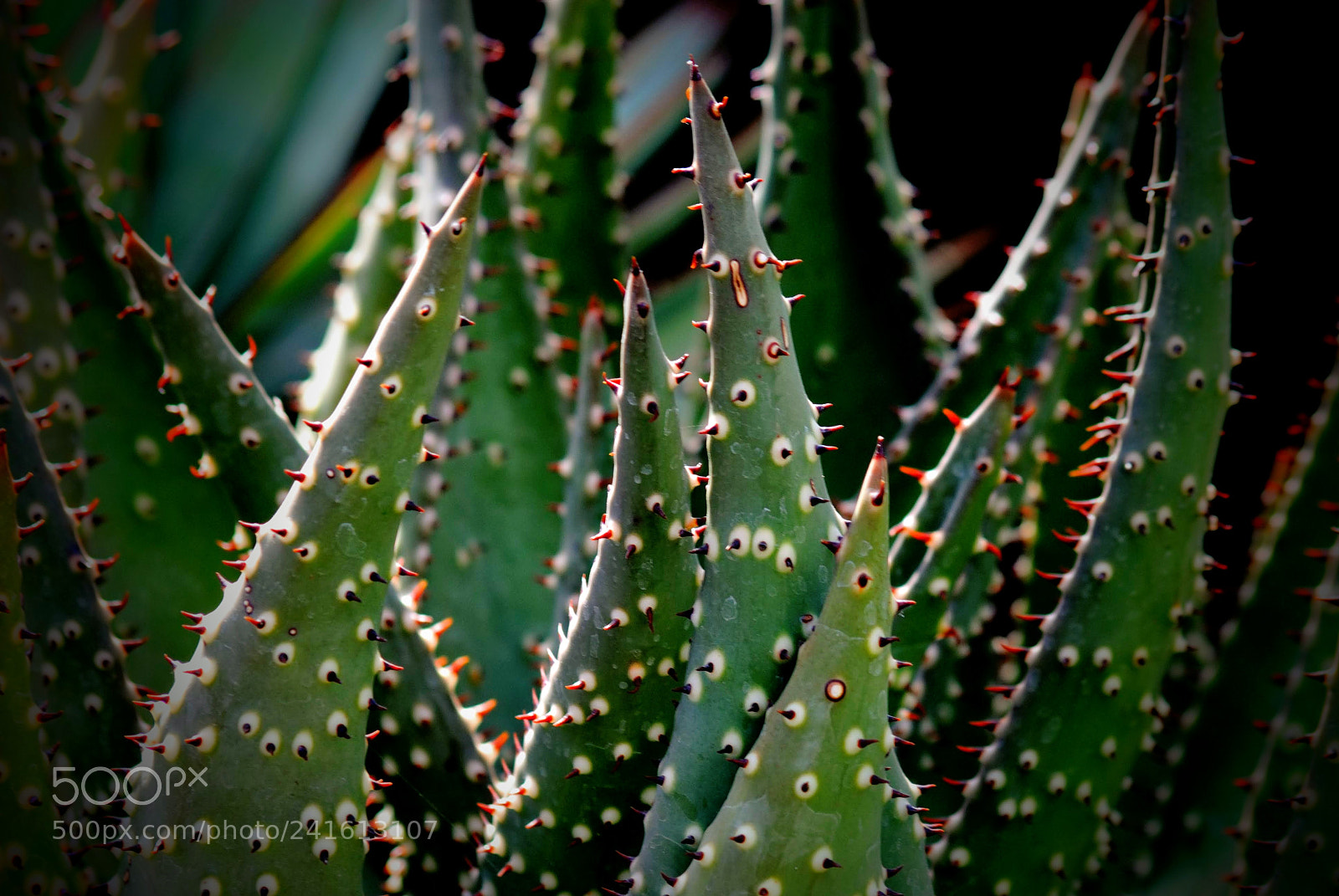 Nikon D3000 sample photo. Aloe photography