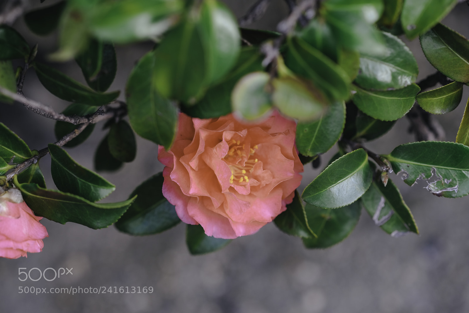 Fujifilm X-T2 sample photo. Dsf photography
