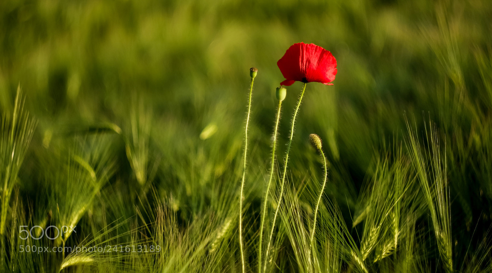 Fujifilm X-A1 sample photo. Poppy photography