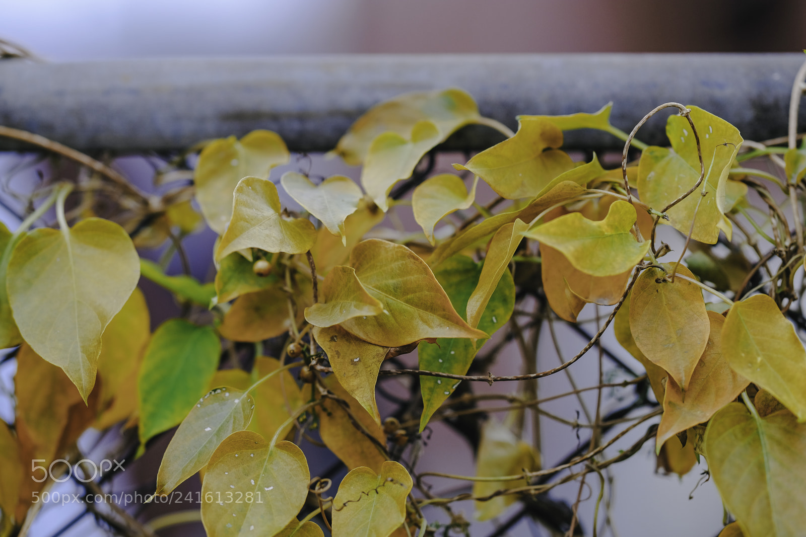 Fujifilm X-T2 sample photo. Dsf photography