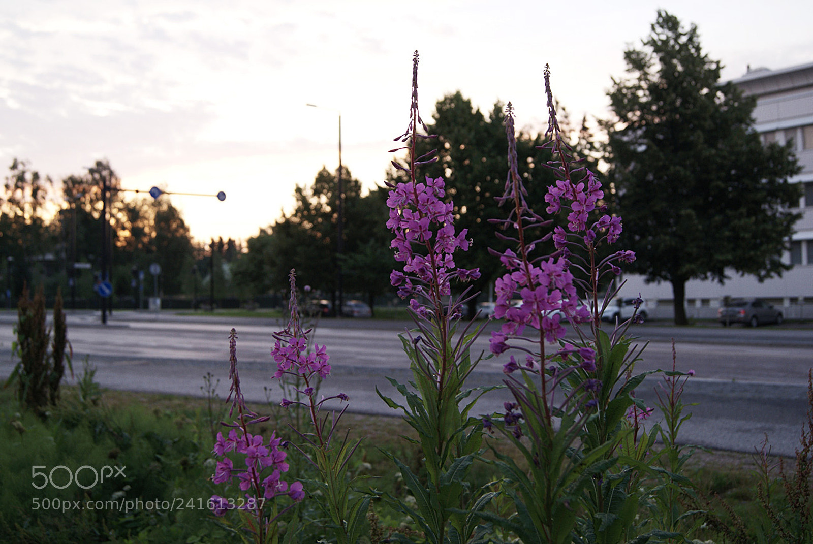 Sony Alpha DSLR-A230 sample photo. Good morning photography