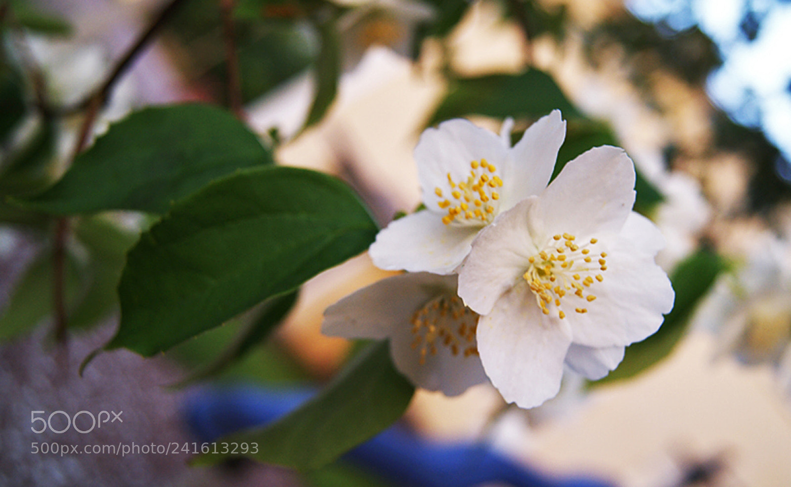 Sony Alpha DSLR-A230 sample photo. Tiny sweeties photography