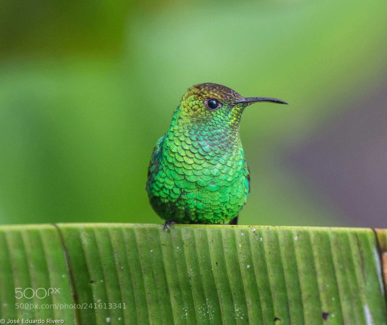 Nikon D800E sample photo. Green photography