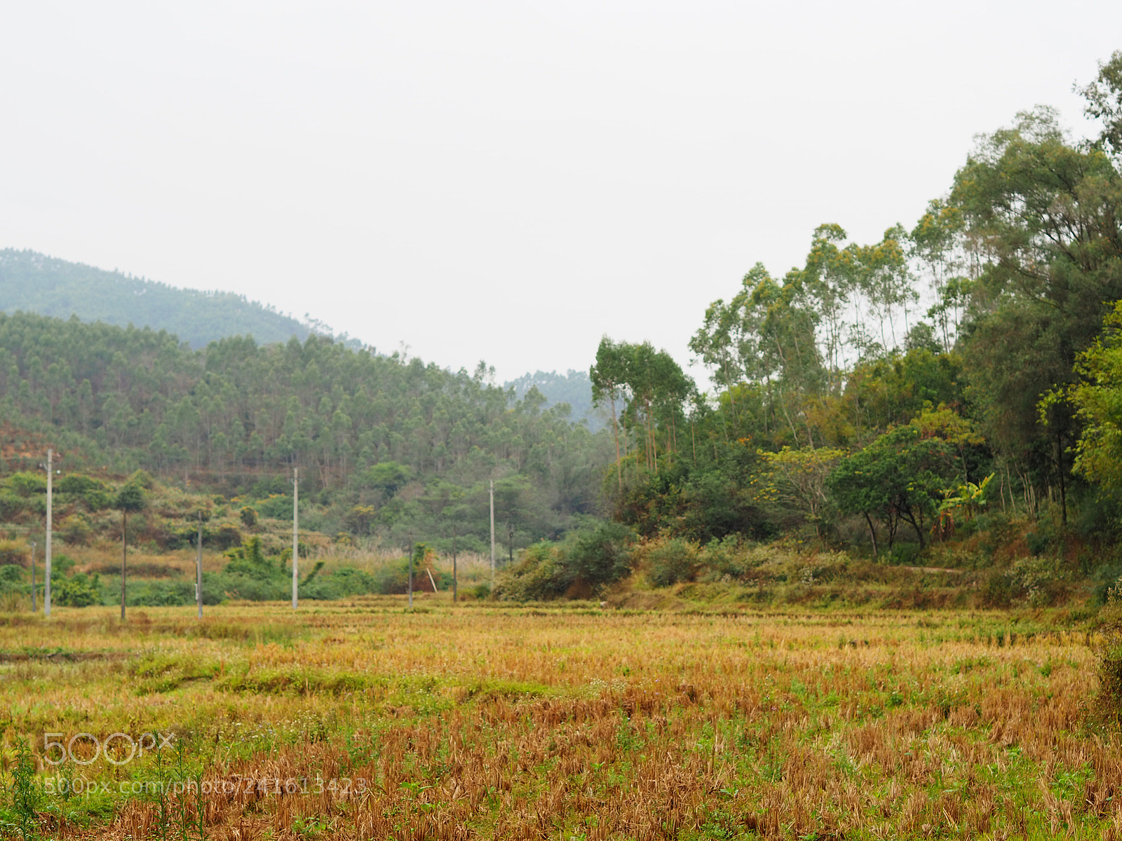 Olympus OM-D E-M10 III sample photo. Paddy field after harvest photography