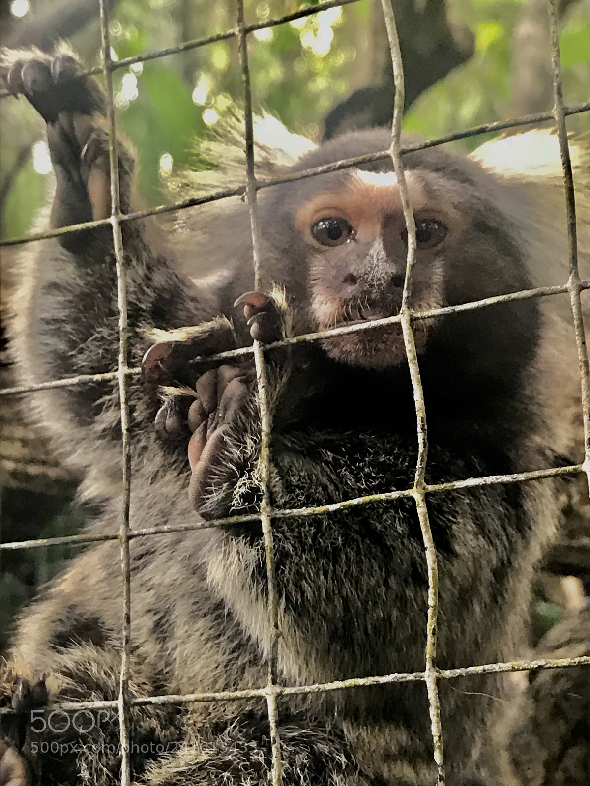 Apple iPhone 7 sample photo. Koala, zooave, costa rica. photography