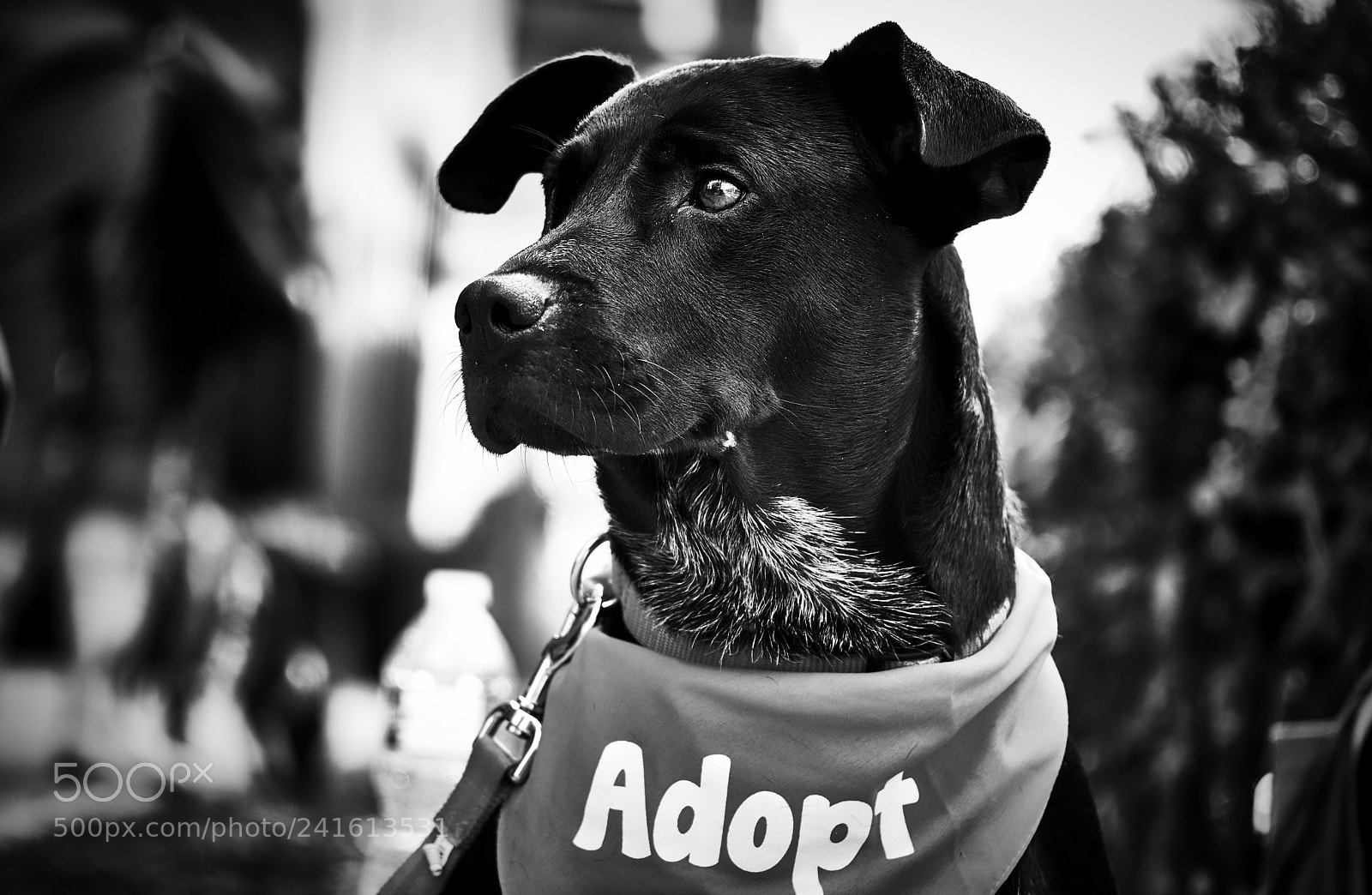 Fujifilm X-T20 sample photo. City dog photography