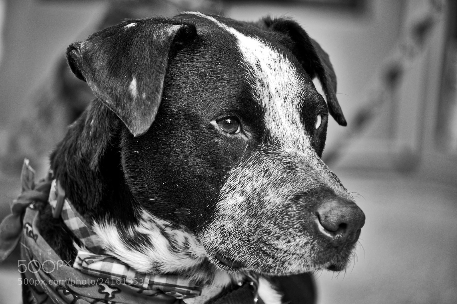 Fujifilm X-T20 sample photo. Dog gaze photography