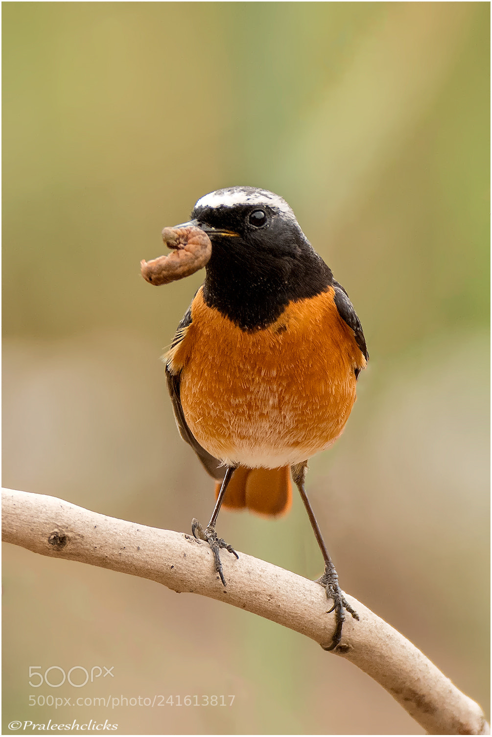 Nikon D500 sample photo. Redstart photography