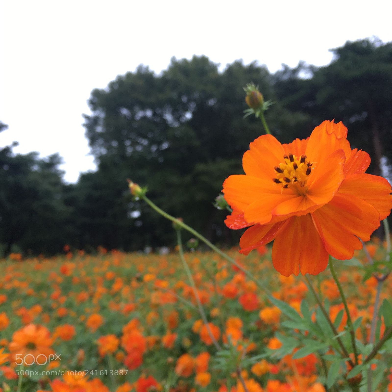 Apple iPhone 6s sample photo. Bunga photography