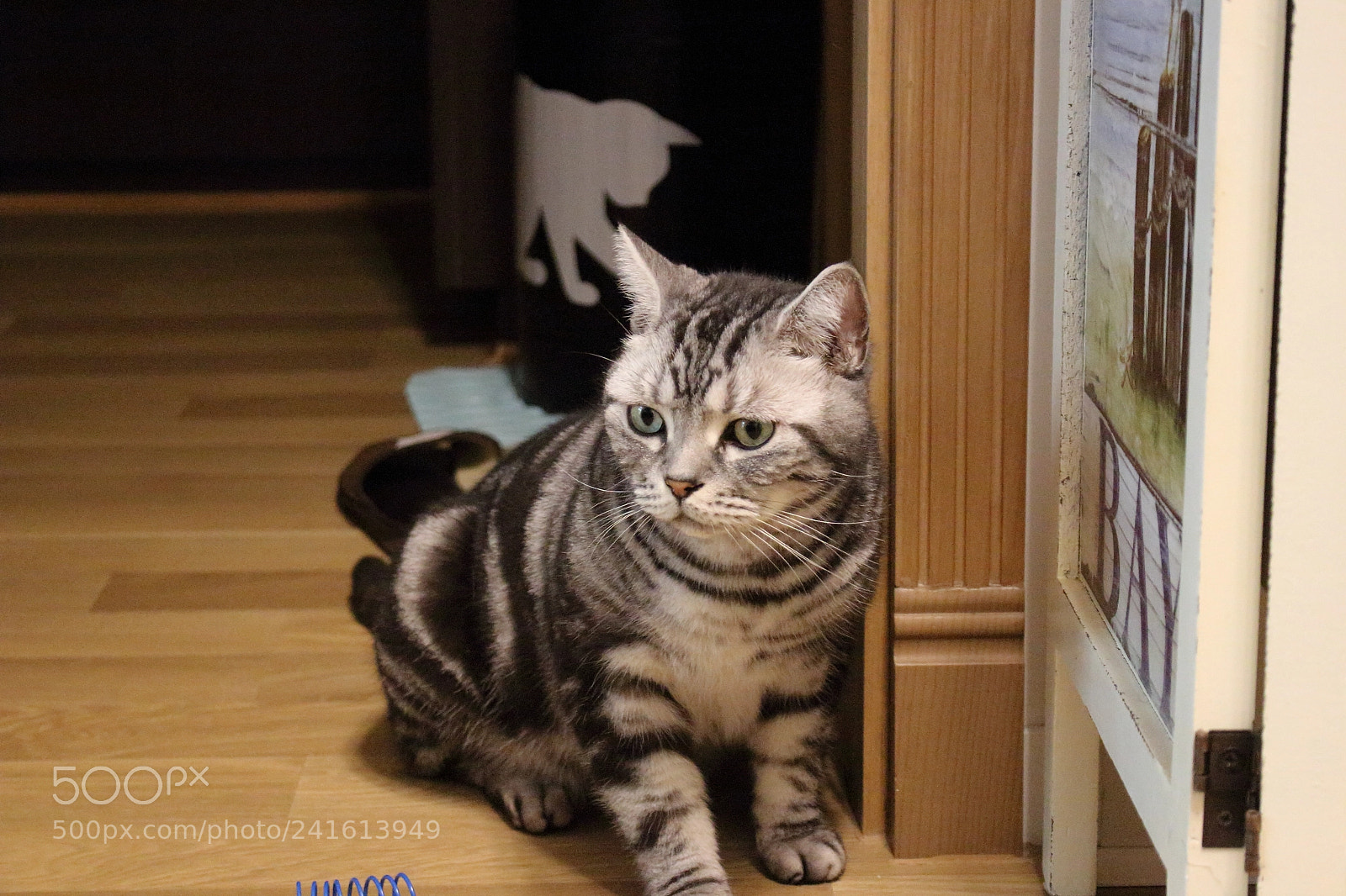 Canon EOS 100D (EOS Rebel SL1 / EOS Kiss X7) sample photo. Charlie 1 photography