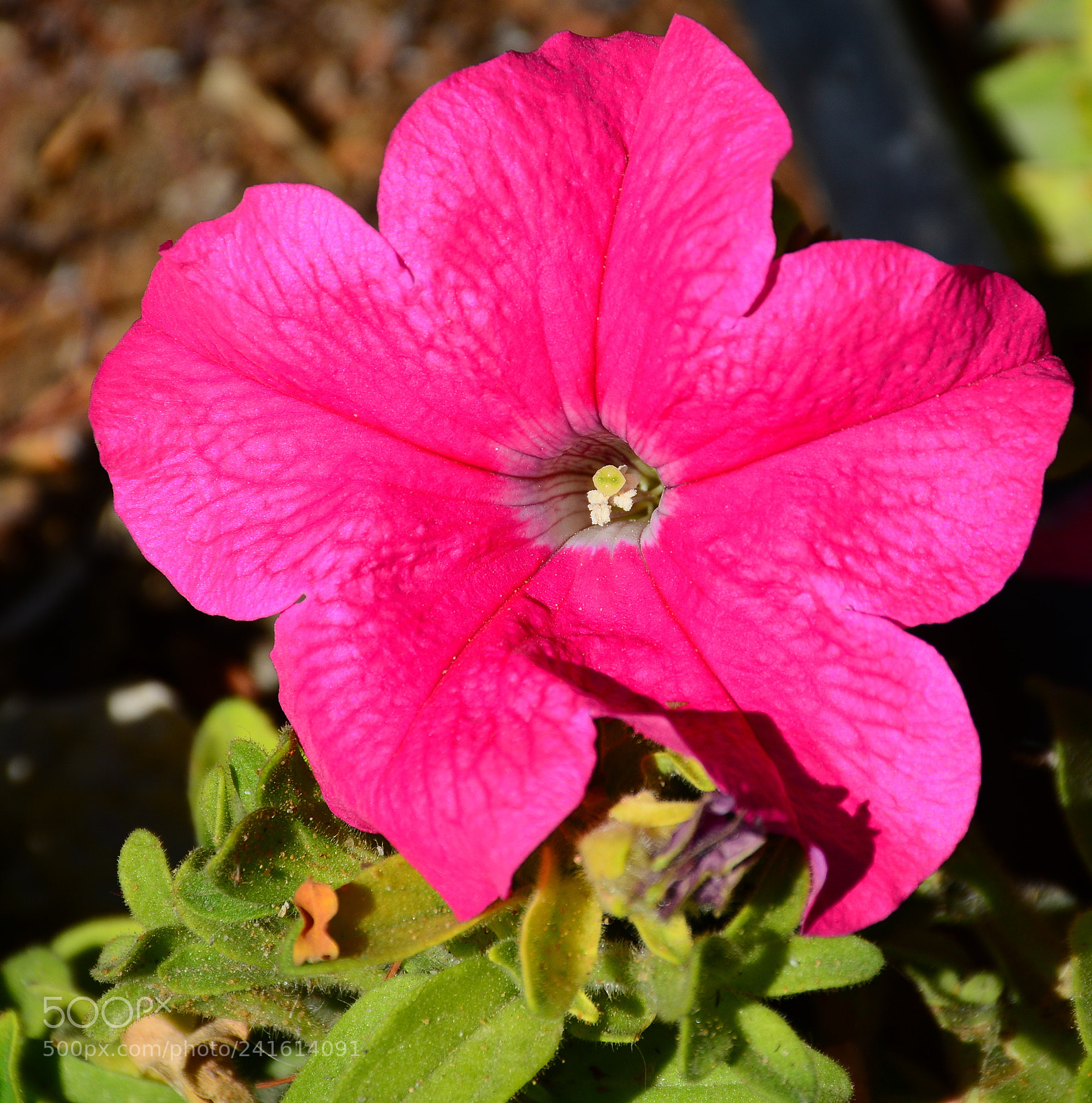 Nikon D7100 sample photo. Flower photography