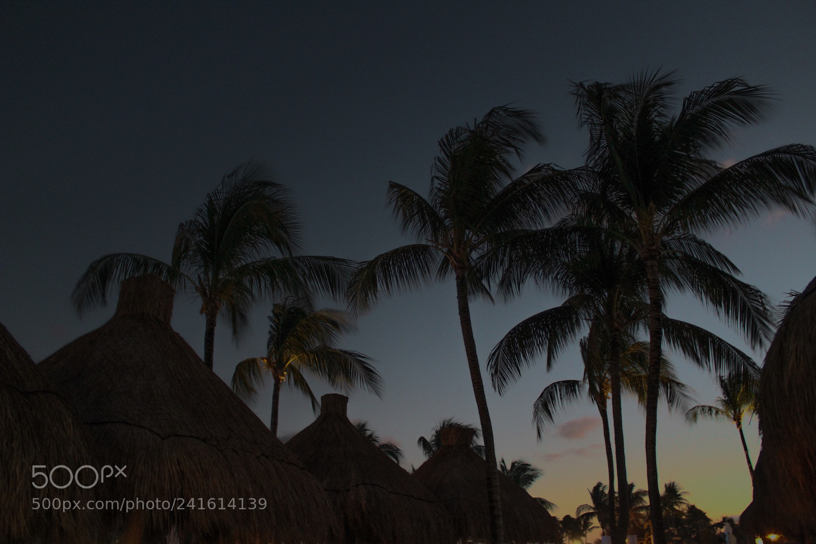 Canon EOS 1300D (EOS Rebel T6 / EOS Kiss X80) sample photo. Palm trees at a photography