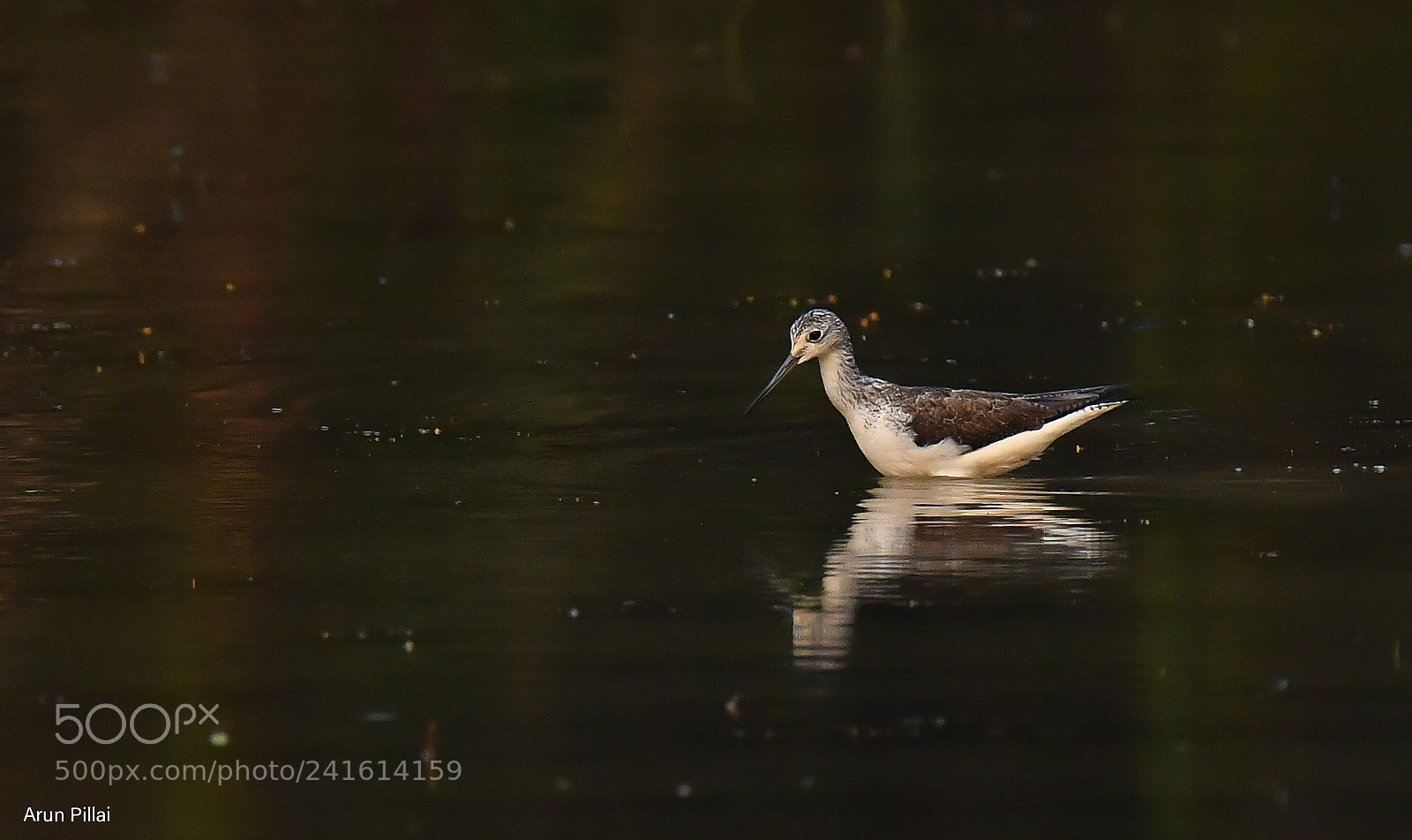 Nikon D500 sample photo. Common greenshank photography