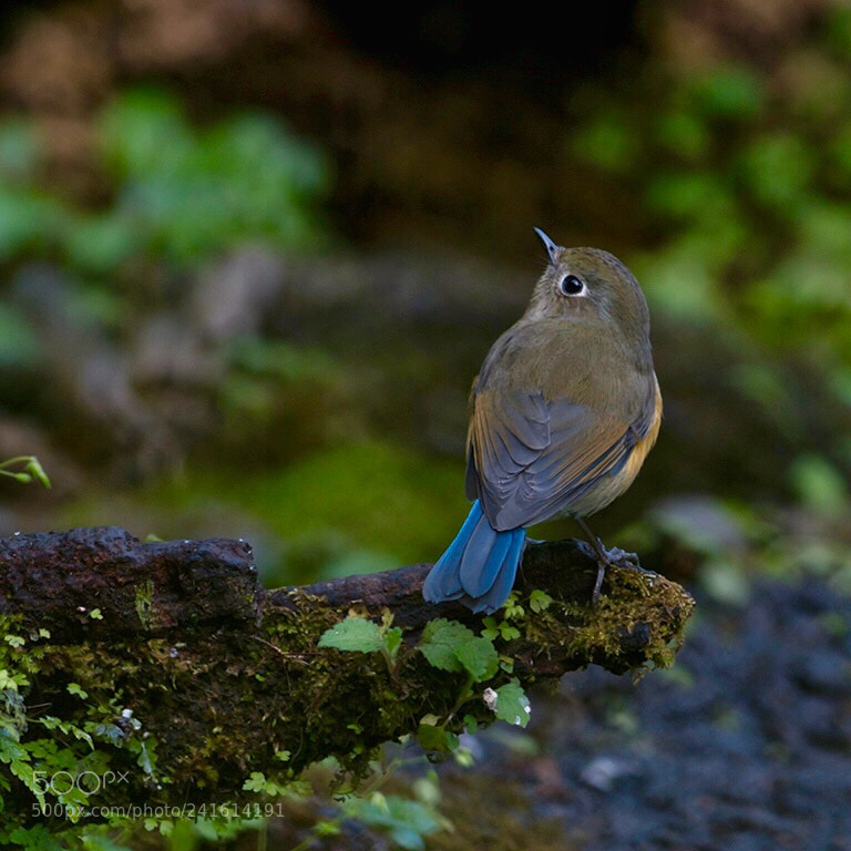Nikon D500 sample photo. Tarsiger cyanurus photography