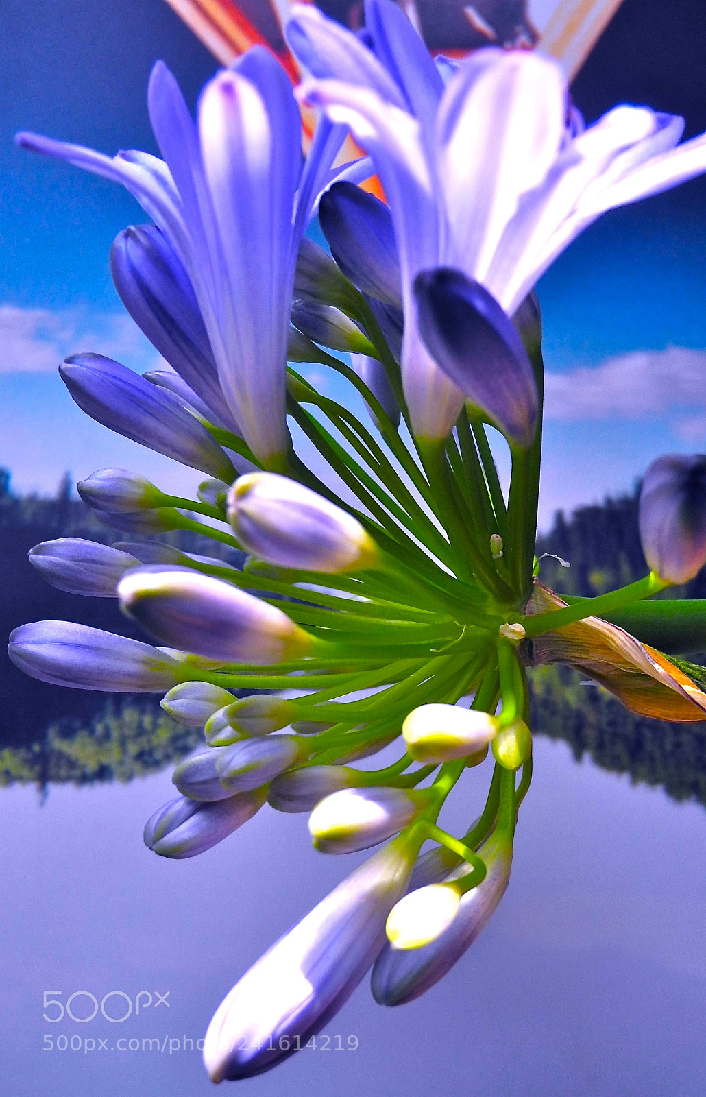 Nikon Coolpix P7100 sample photo. Blue blue agapanthus photography