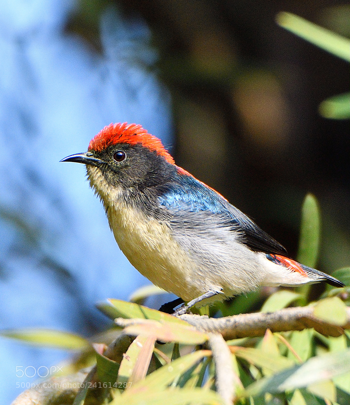 Nikon D500 sample photo. Scarlet backed flowerpecker photography