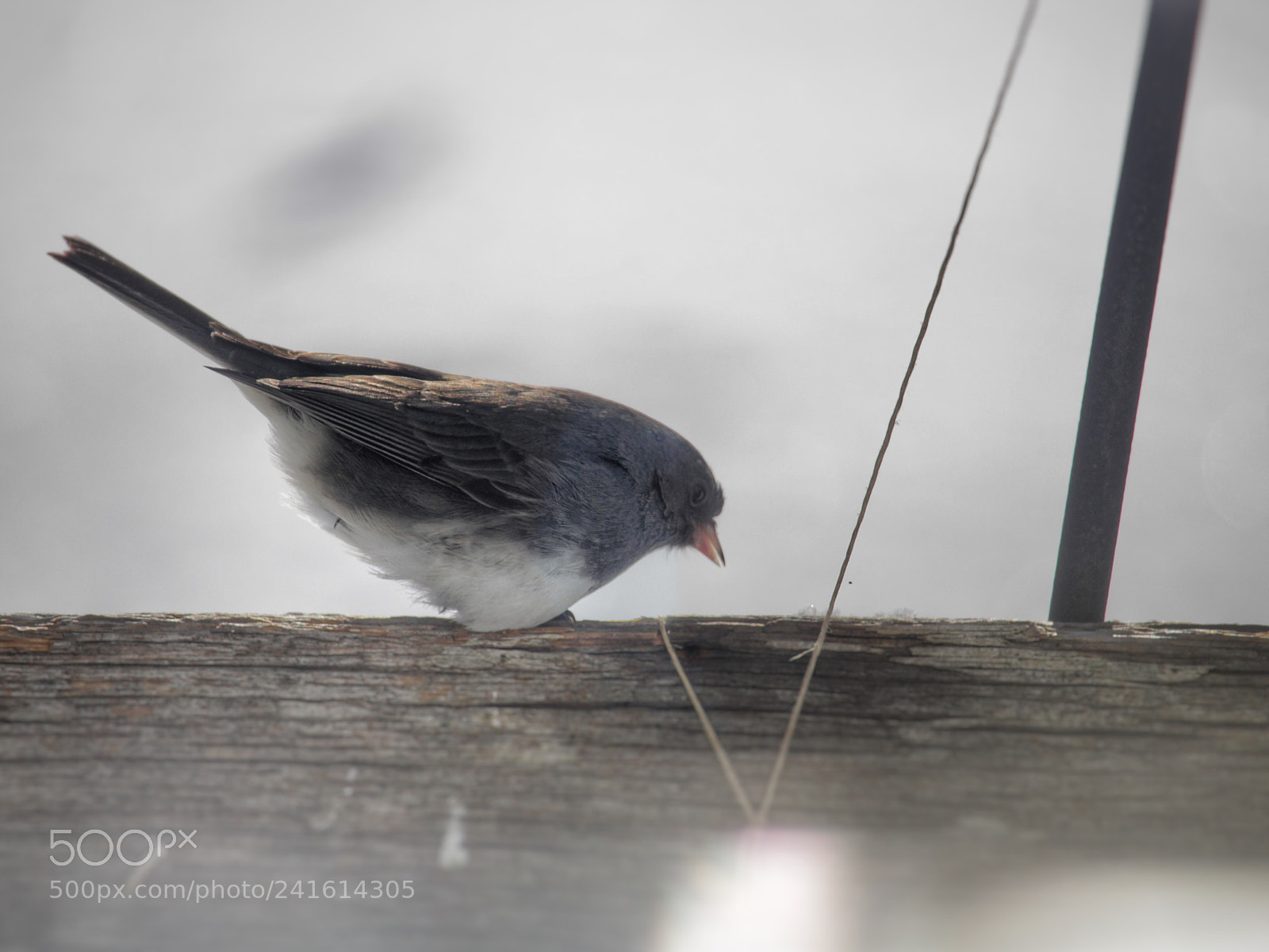 Canon EOS 1300D (EOS Rebel T6 / EOS Kiss X80) sample photo. Junco in january at photography