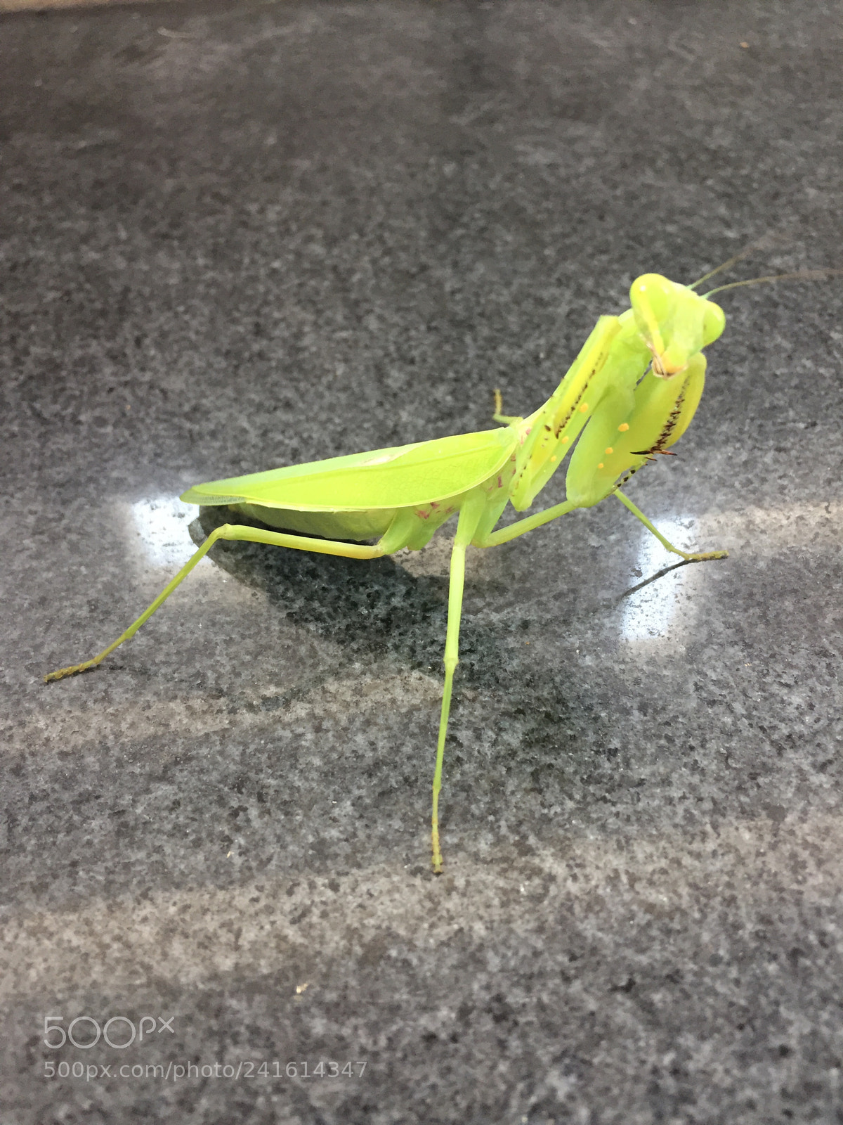 Apple iPhone 6 sample photo. Fight photography