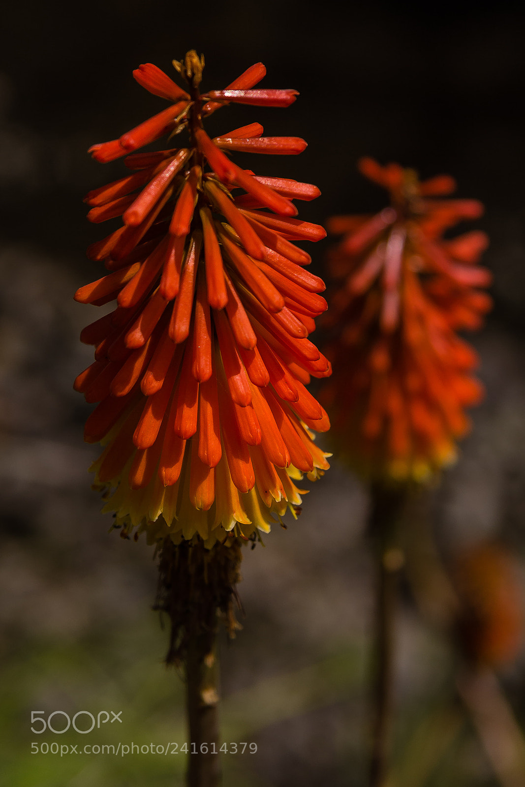Canon EOS 60D sample photo. Kniphofia sp photography